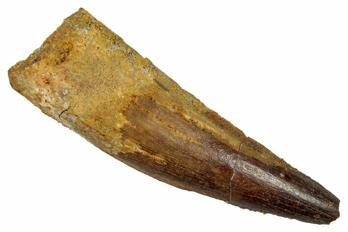 Fossil Spinosaurus Tooth - Real Dinosaur Tooth #344176